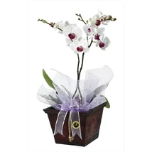 Virágzó Orchideák Virágzó Orchideák